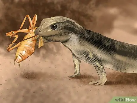 Позаботьтесь о пятилиновом сцинке Шаг 14