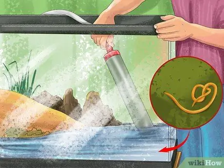 Позаботьтесь о пятилиновом сцинке Шаг 15