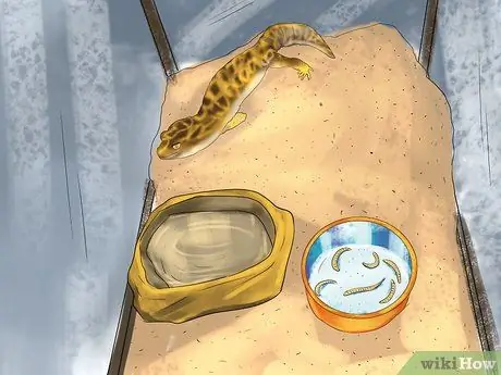 Позаботьтесь о пятилиновом сцинке Шаг 16