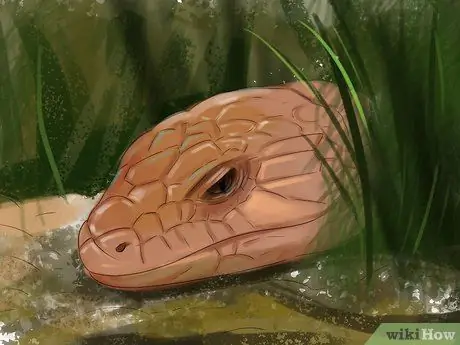 Позаботьтесь о пятилиновом сцинке Шаг 18