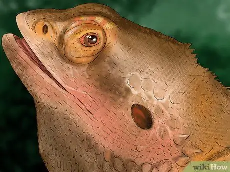 Позаботьтесь о пятилиновом сцинке Шаг 19