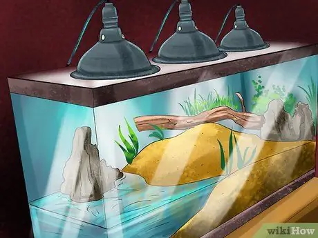 Позаботьтесь о пятилиновом сцинке Шаг 2