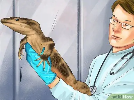 Позаботьтесь о пятилиновом сцинке Шаг 20