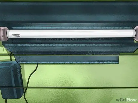 Позаботьтесь о пятилиновом сцинке Шаг 3