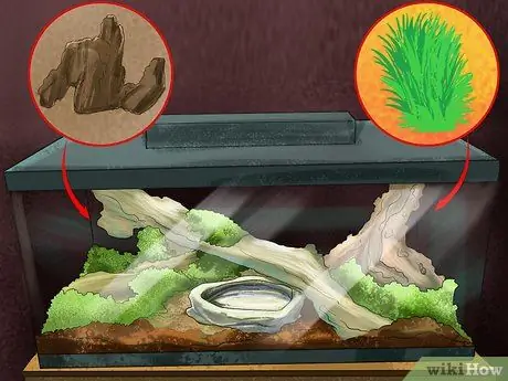 Позаботьтесь о пятилиновом сцинке Шаг 4