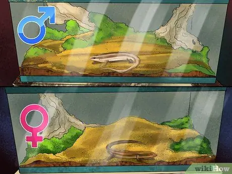 Позаботьтесь о пятилиновом сцинке. Шаг 5