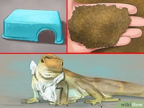 Позаботьтесь о пятилиновом сцинке Шаг 6