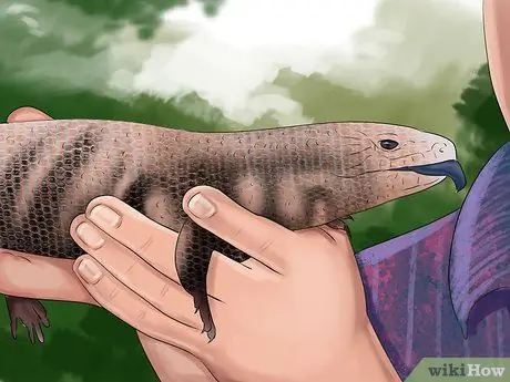 Позаботьтесь о пятилиновом сцинке Шаг 7