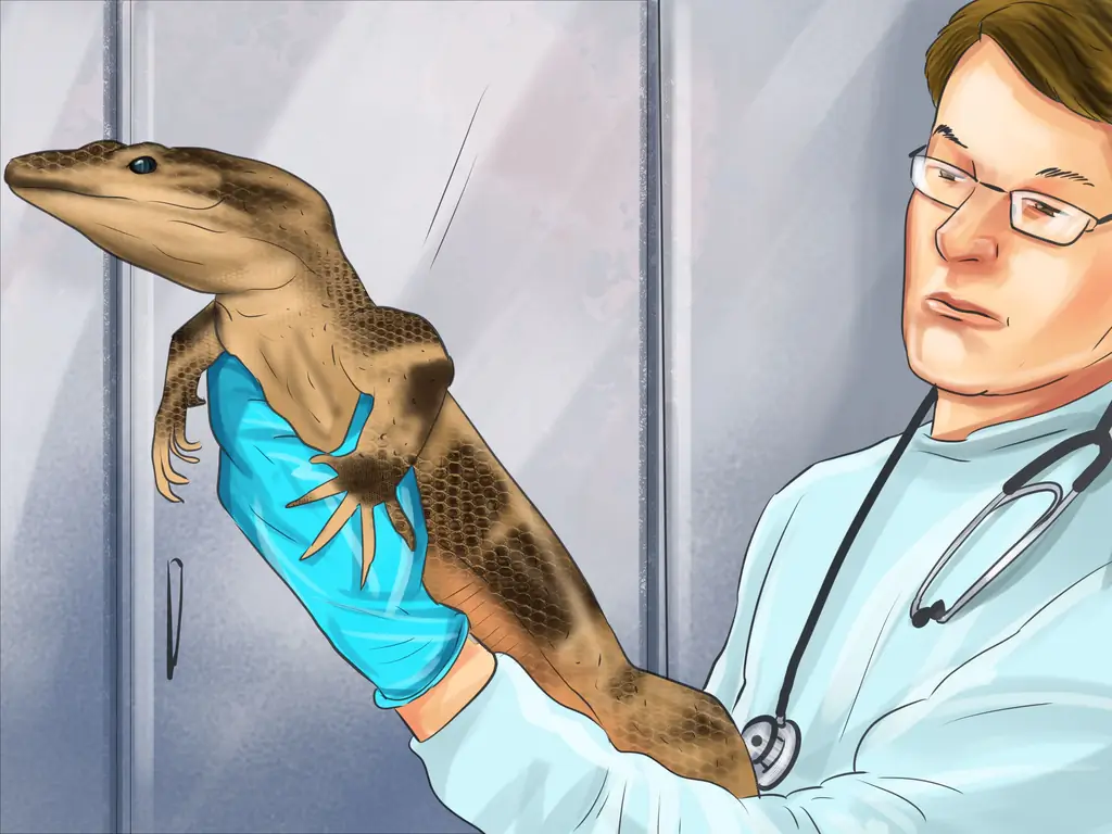 Как ухаживать за пятилиновым сцинком (с иллюстрациями)