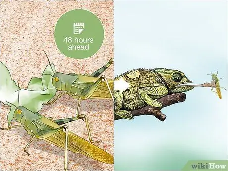 Саранча и сверчки с кишечной нагрузкой Шаг 1