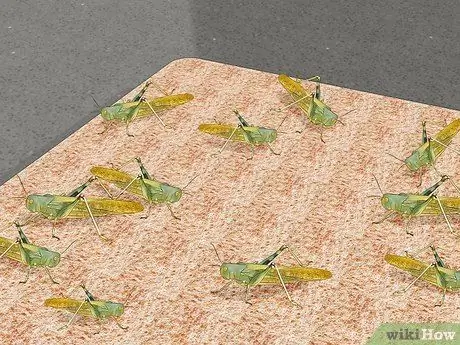 Саранча и сверчки в кишечнике Шаг 4