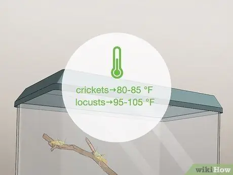 Саранча и сверчки в кишечнике Шаг 5