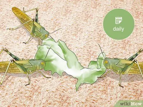 Саранча и сверчки в кишечнике Шаг 6