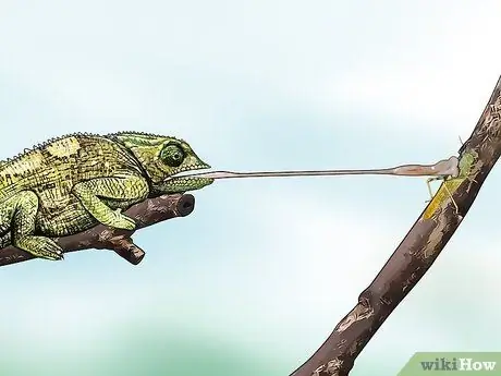 Саранча и сверчки в кишечнике Шаг 9