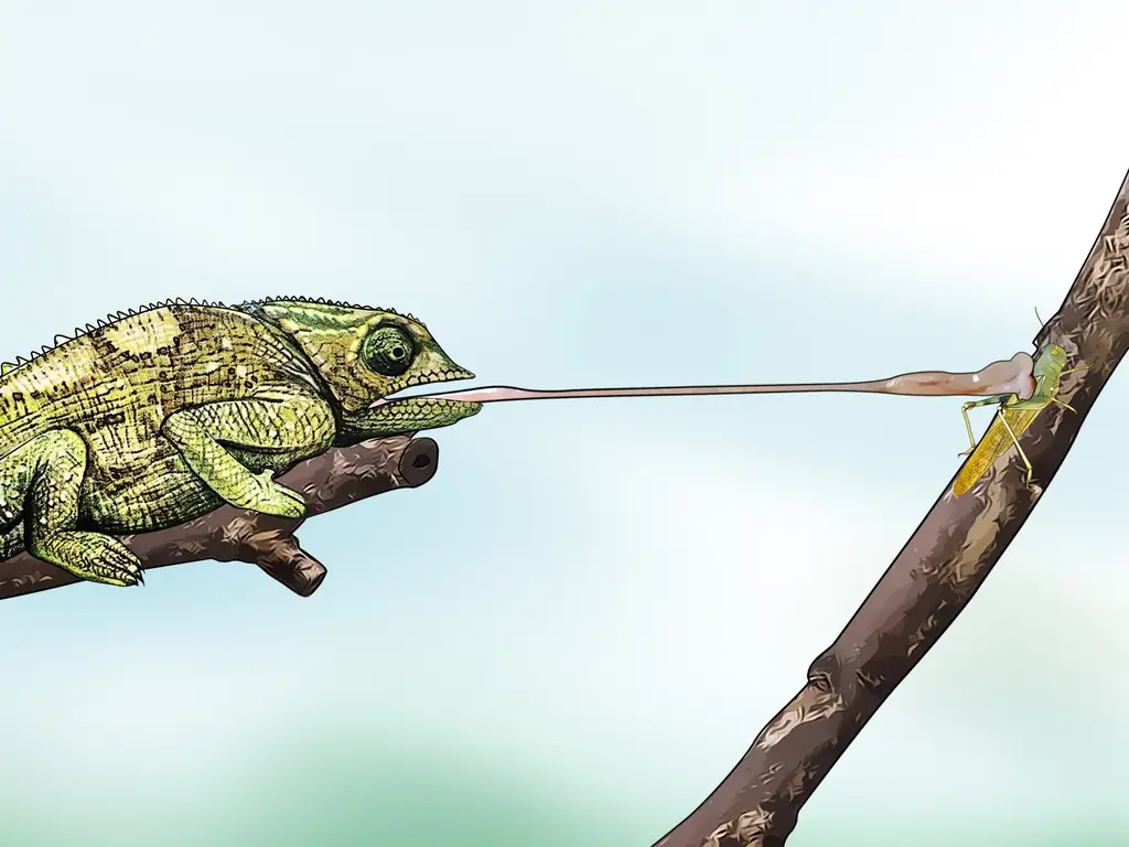 Как выпотрошить саранчу и сверчков: 9 шагов (с иллюстрациями)