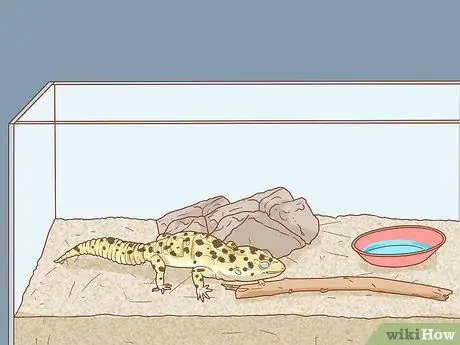Безопасно и правильно упакуйте, транспортируйте и переместите рептилию Шаг 10