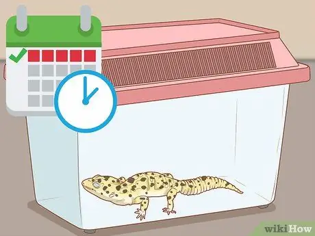 Безопасно и правильно упакуйте, транспортируйте и переместите рептилию Шаг 4