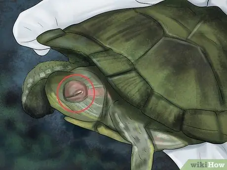 Диагностика дефицита витамина А у рептилий Шаг 1