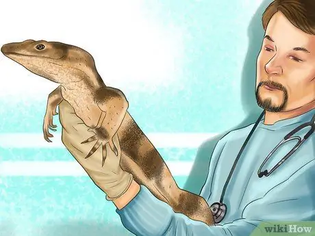 Диагностика дефицита витамина А у рептилий Шаг 12