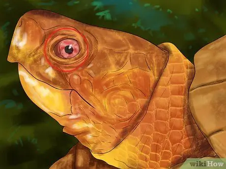 Диагностика дефицита витамина А у рептилий Шаг 2