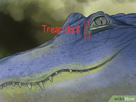 Диагностика дефицита витамина А у рептилий Шаг 4