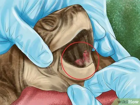 Диагностика дефицита витамина А у рептилий Шаг 5