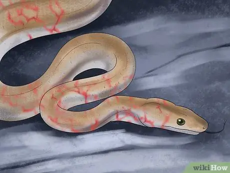 Диагностика дефицита витамина А у рептилий Шаг 6