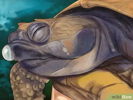 Диагностика дефицита витамина А у рептилий Шаг 7