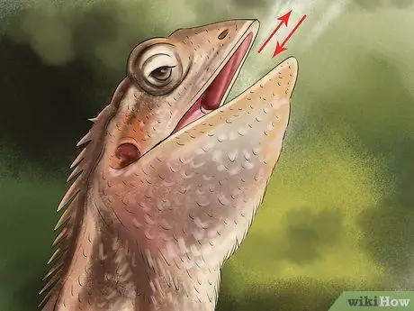 Диагностика дефицита витамина А у рептилий Шаг 8