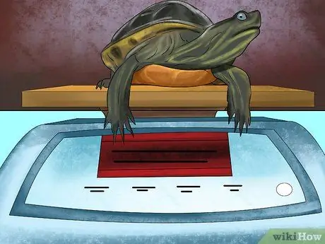 Диагностика дефицита витамина А у рептилий Шаг 9