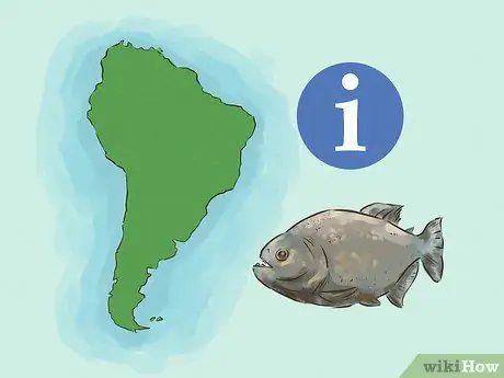 Безопасное плавание с пираньями, шаг 1