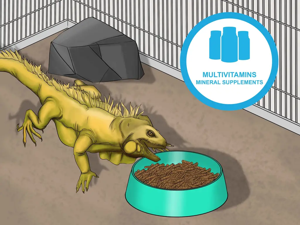 4 способа помочь линяющей рептилии