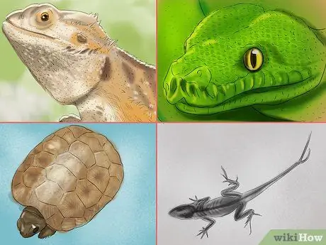 Выберите подходящую рептилию в качестве питомца Шаг 15