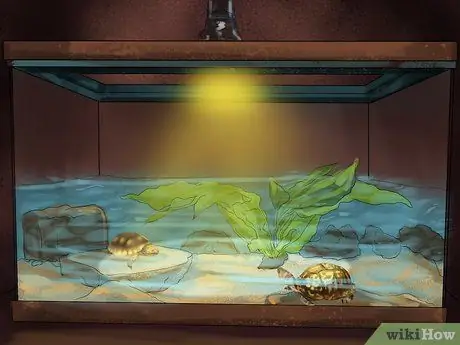 Выберите подходящую рептилию в качестве домашнего питомца Шаг 16