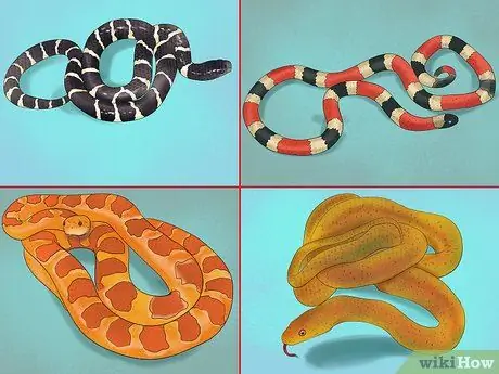 Выберите подходящую рептилию в качестве питомца Шаг 2