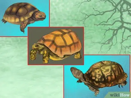 Выберите подходящую рептилию в качестве питомца Шаг 3