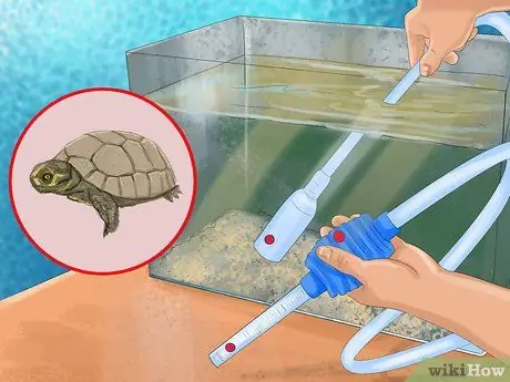 Выберите подходящую рептилию в качестве питомца Шаг 6