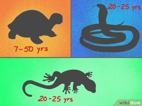 Выберите подходящую рептилию в качестве питомца Шаг 7