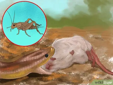 Выберите подходящую рептилию в качестве питомца Шаг 8