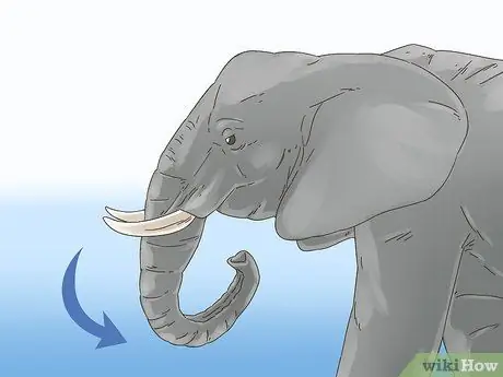 Выжить в заряжающемся слоне Шаг 2