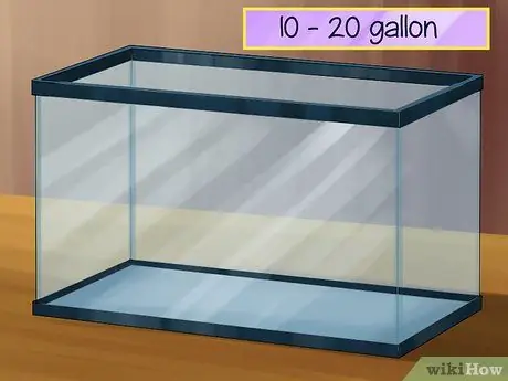 Уход за сцинком Шаг 1