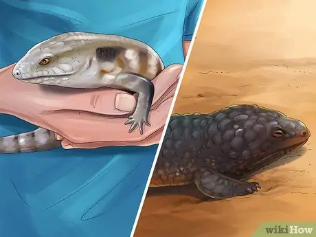 Уход за сцинком Шаг 12