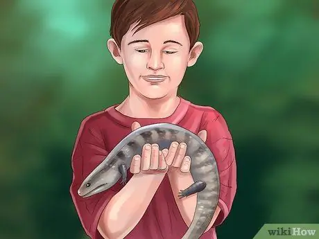 Уход за сцинком Шаг 13