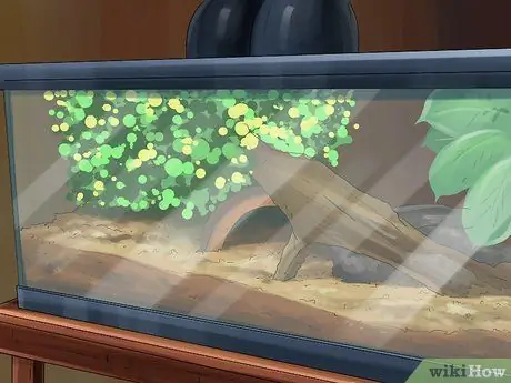 Уход за сцинком Шаг 2