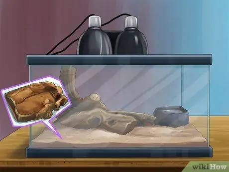 Уход за сцинком Шаг 4