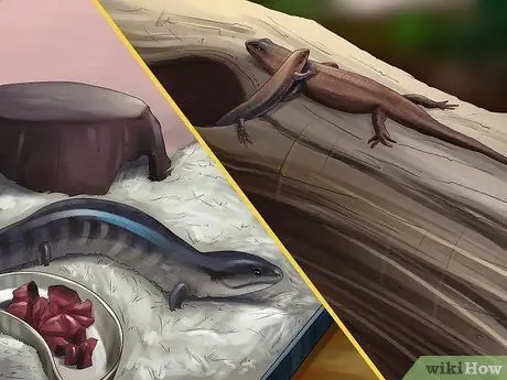 Уход за сцинком Шаг 5