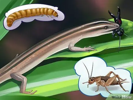 Уход за сцинком Шаг 6