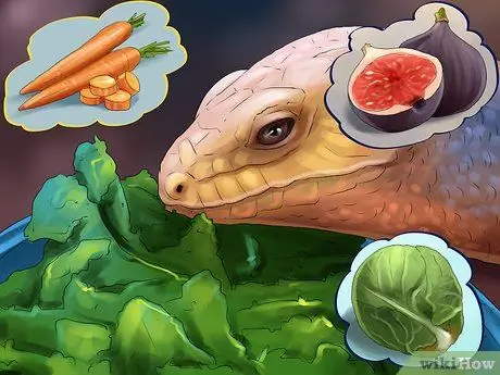 Уход за сцинком Шаг 7