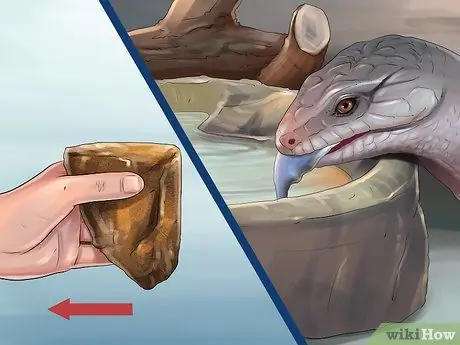 Уход за сцинком Шаг 9