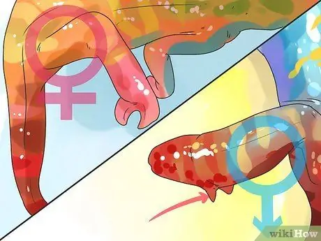 Как определить, является ли хамелеон мужчиной или женщиной Шаг 6